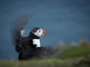 12930_Ulrik Andersson_Puffin